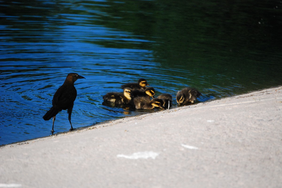 Canard colvert (forme domestique) - ML620555446