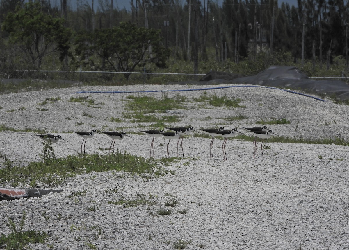 Black-necked Stilt - ML620555452