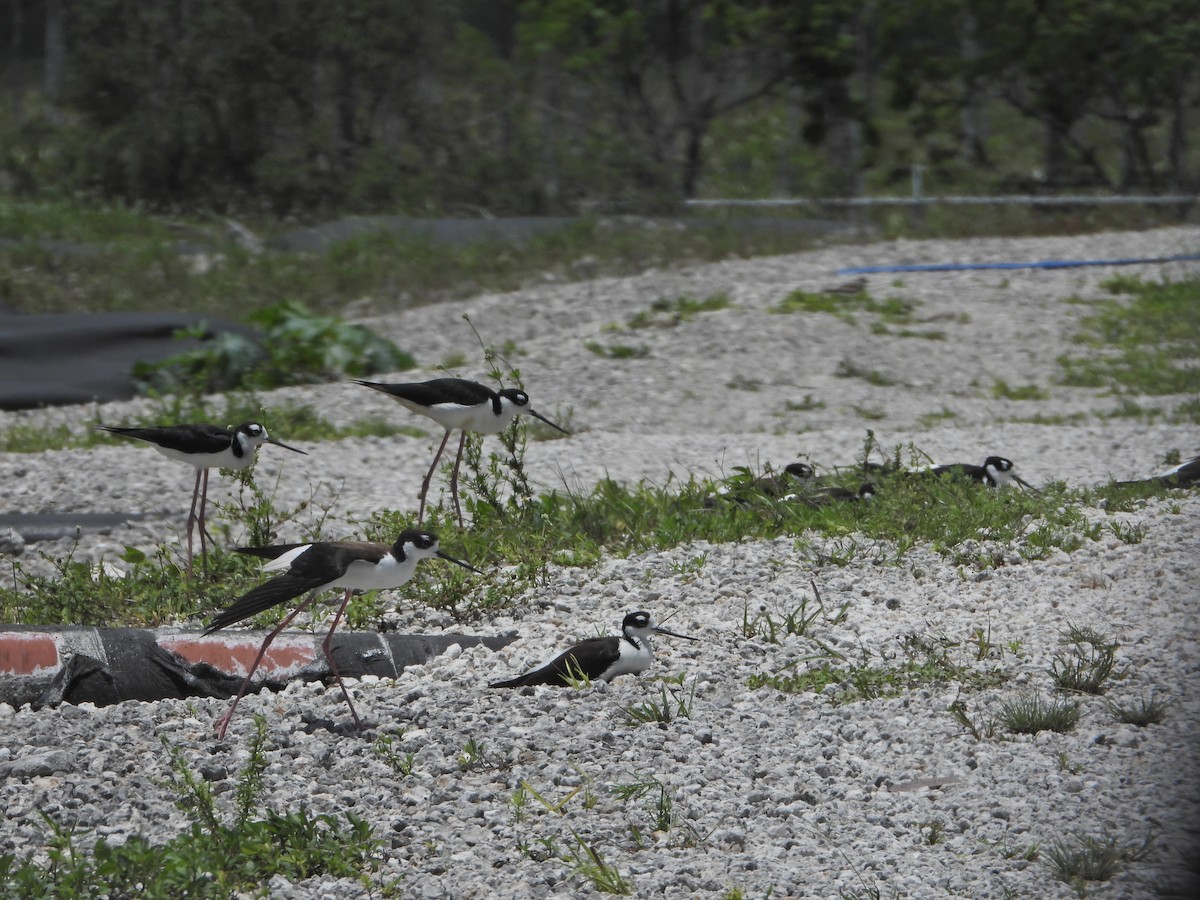 Black-necked Stilt - ML620555453