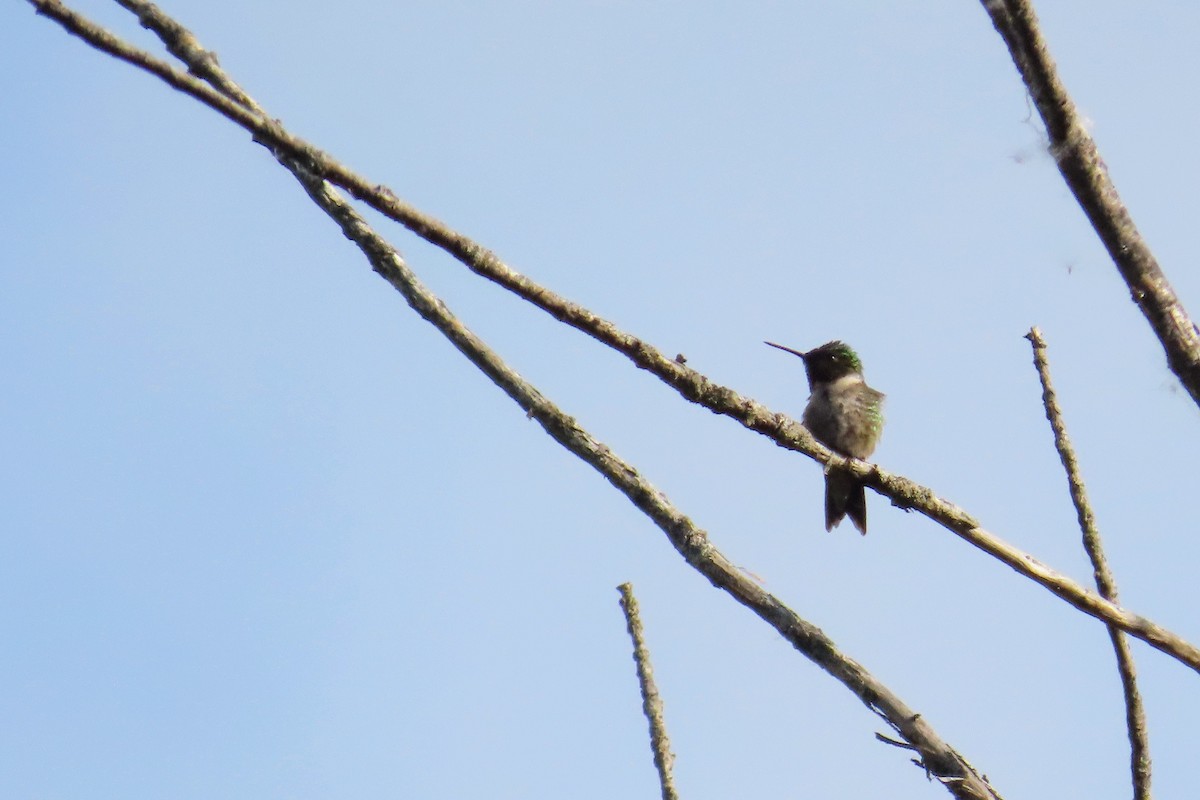 Ruby-throated Hummingbird - ML620555460