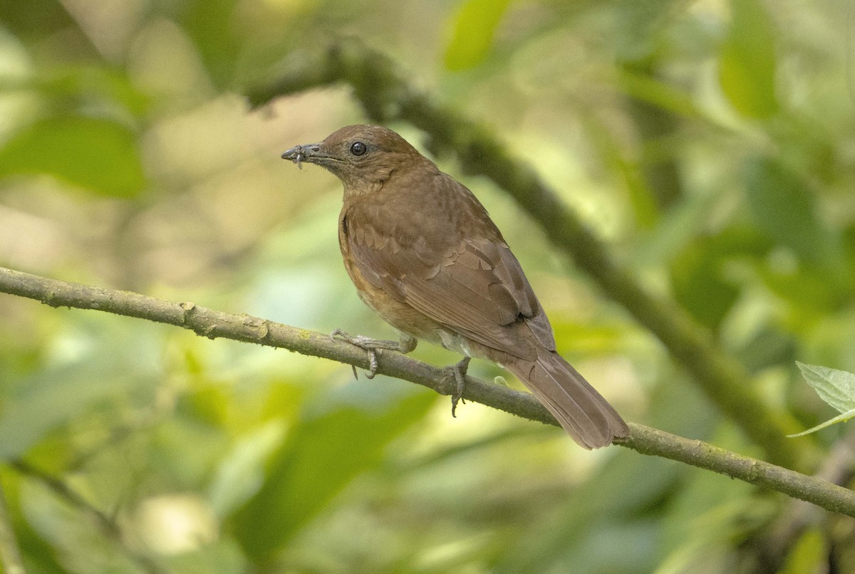 Merle cacao - ML620555475