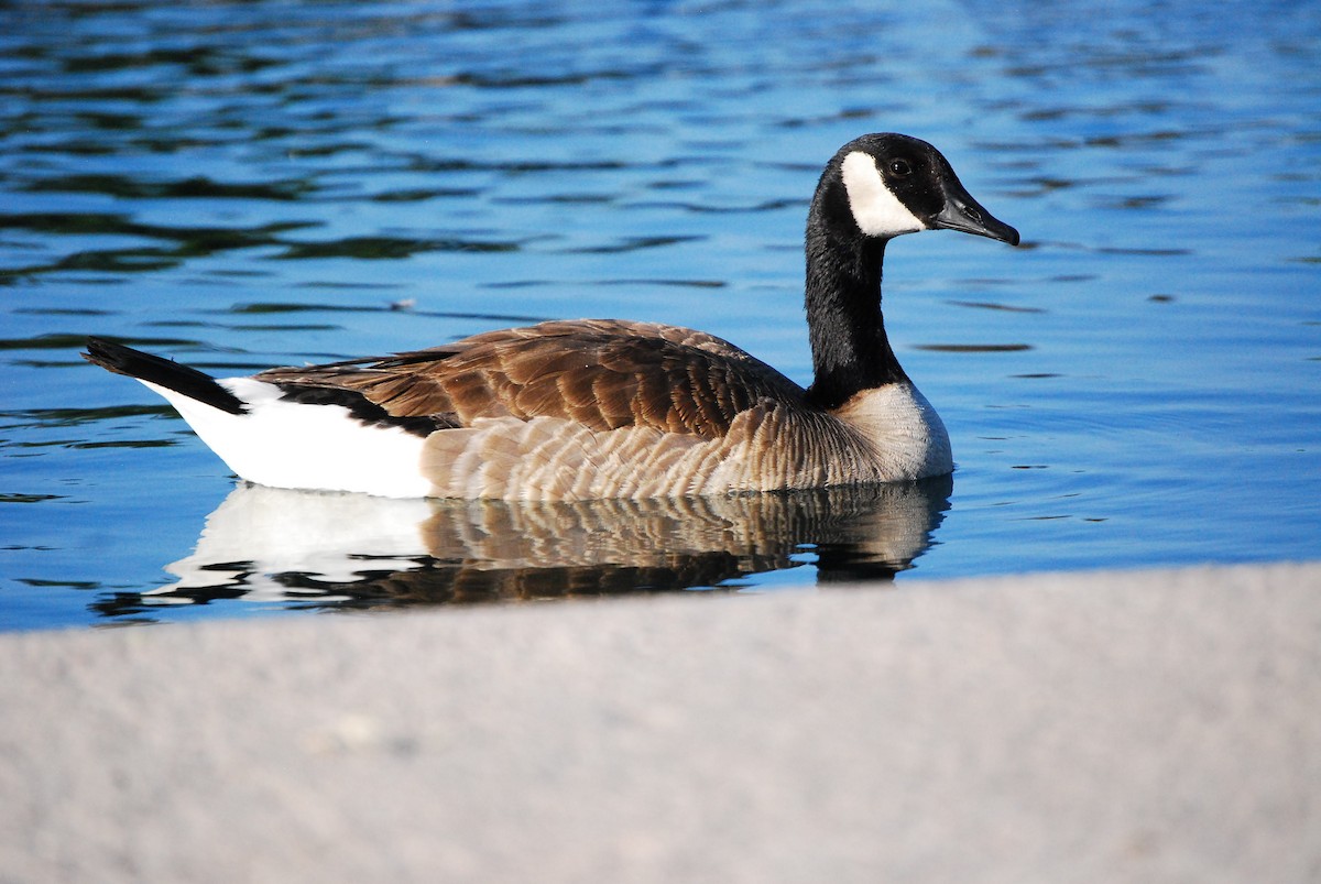 Canada Goose - ML620555477