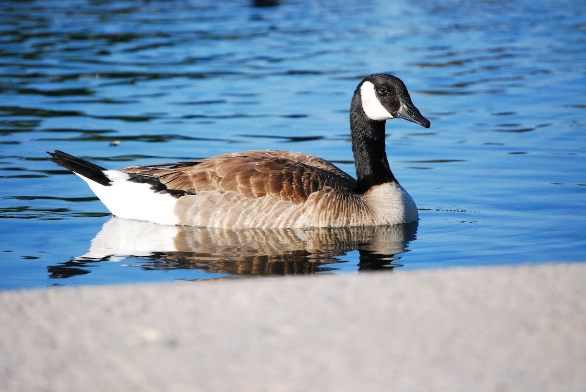 Canada Goose - ML620555478