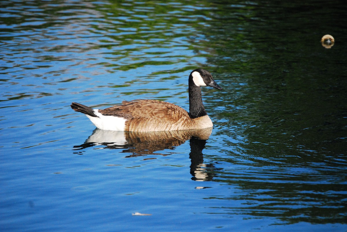 Canada Goose - ML620555479