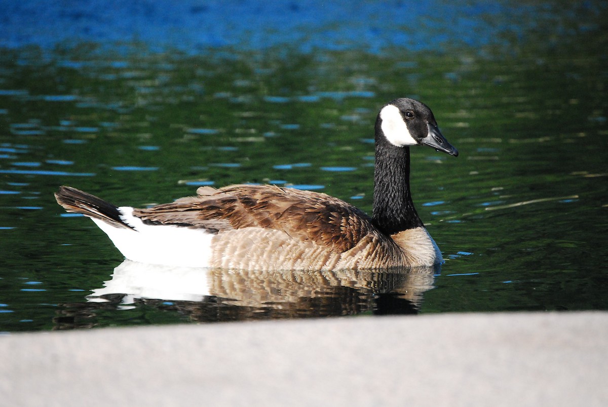 Canada Goose - ML620555480