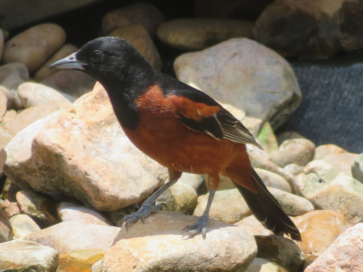 Orchard Oriole - ML620555481