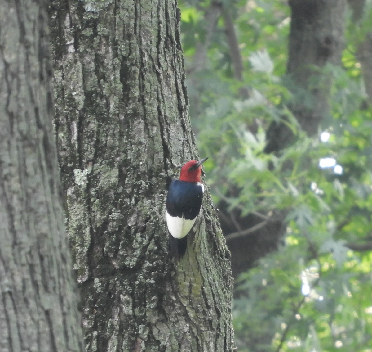 Red-headed Woodpecker - ML620555482