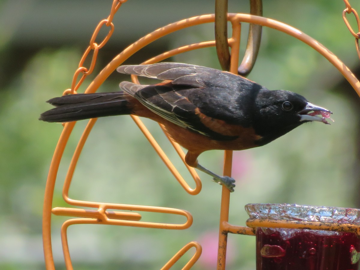 Orchard Oriole - ML620555485