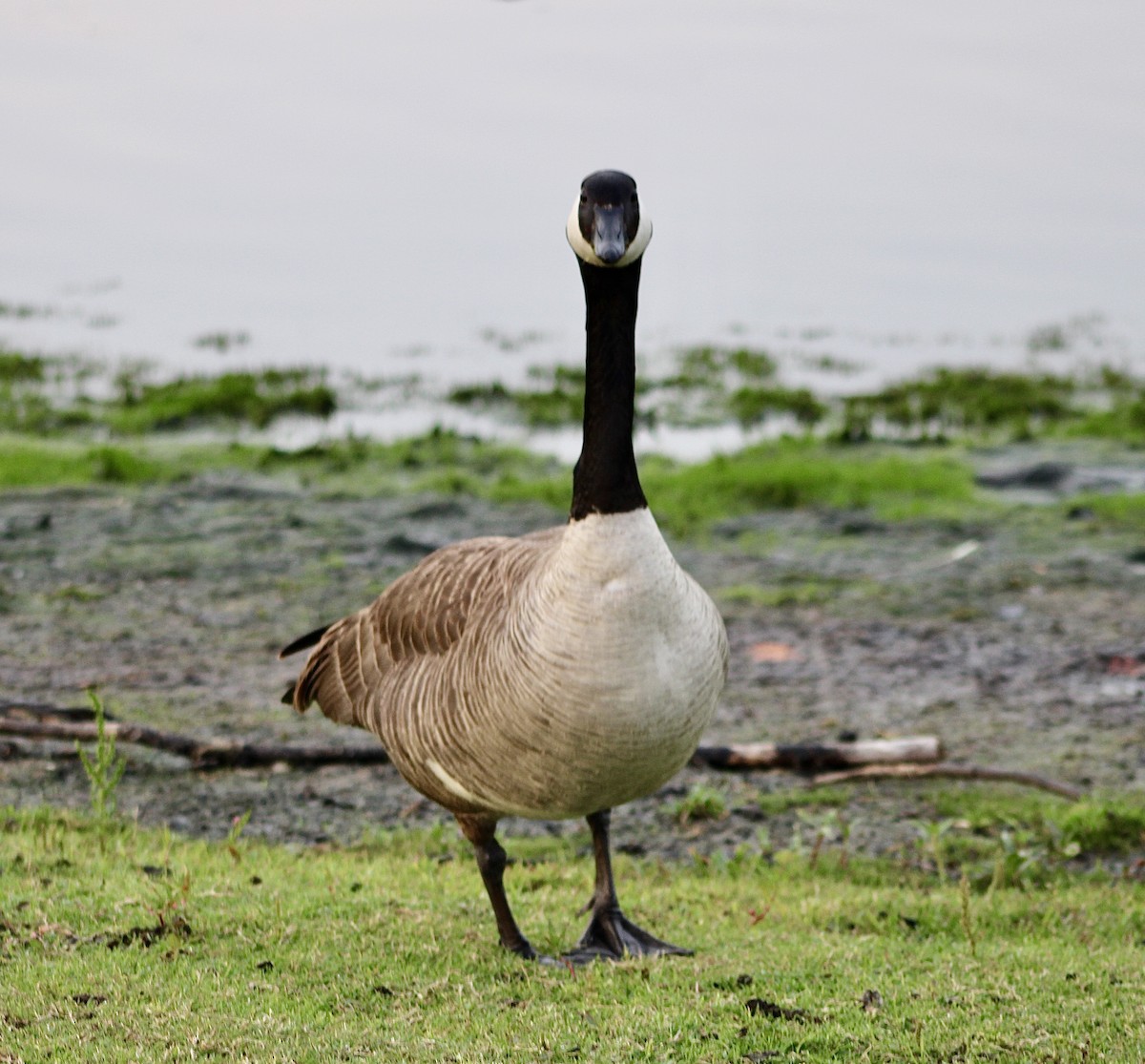 Canada Goose - India Digiacomo