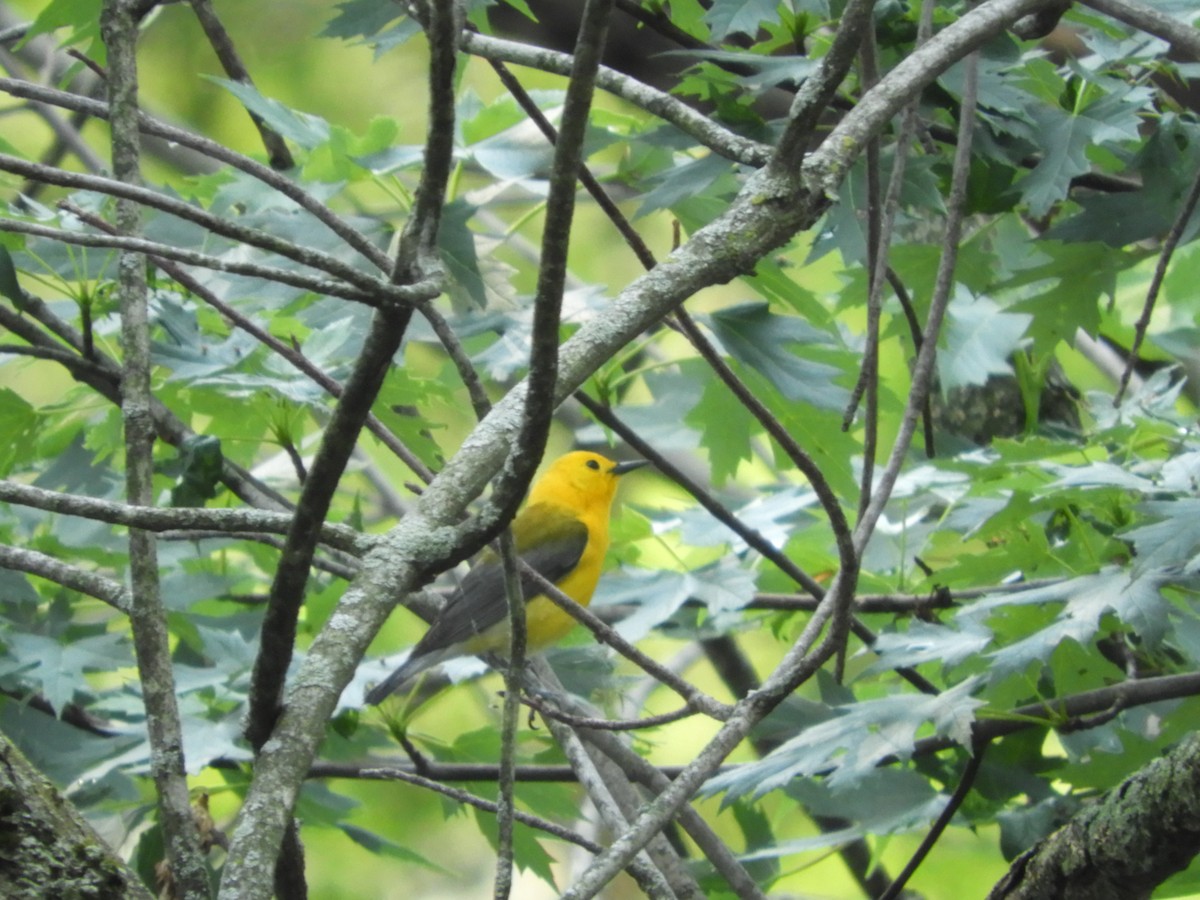 Prothonotary Warbler - ML620555494