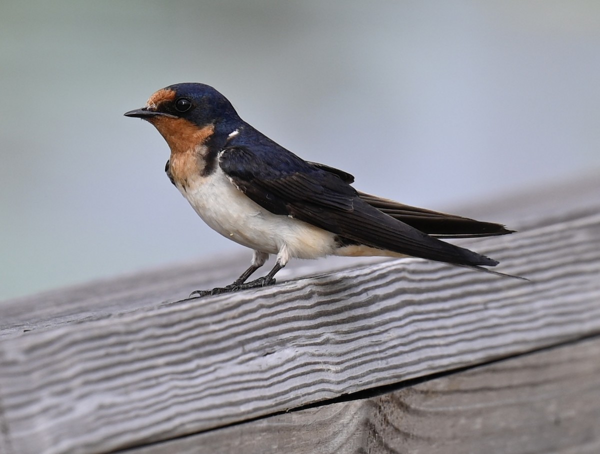 Barn Swallow - ML620555498