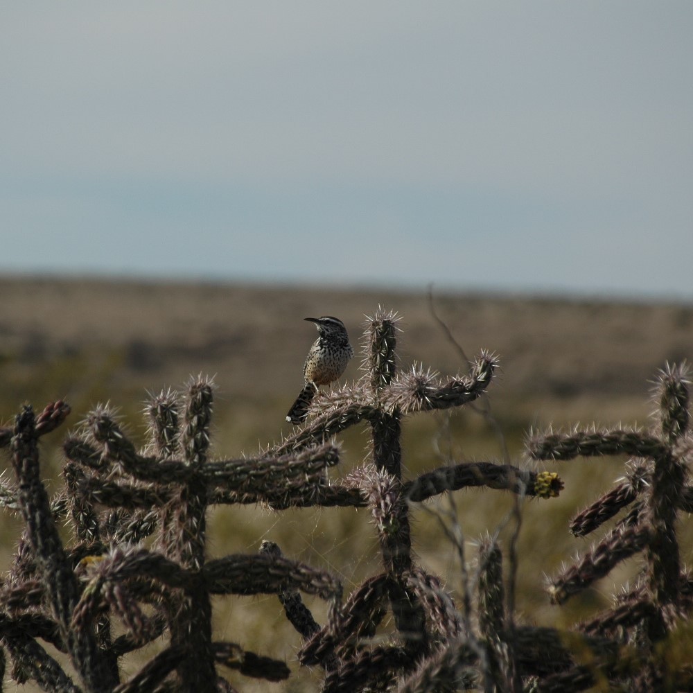 Cactus Wren - ML620555508