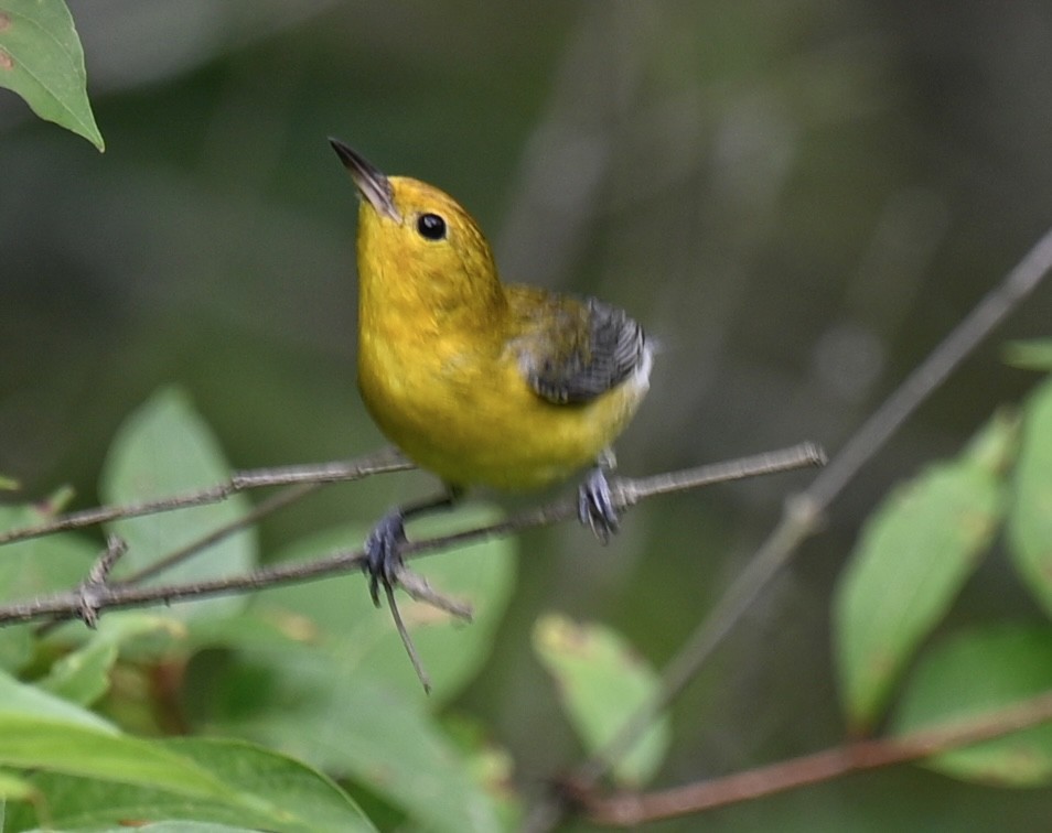 Prothonotary Warbler - ML620555520