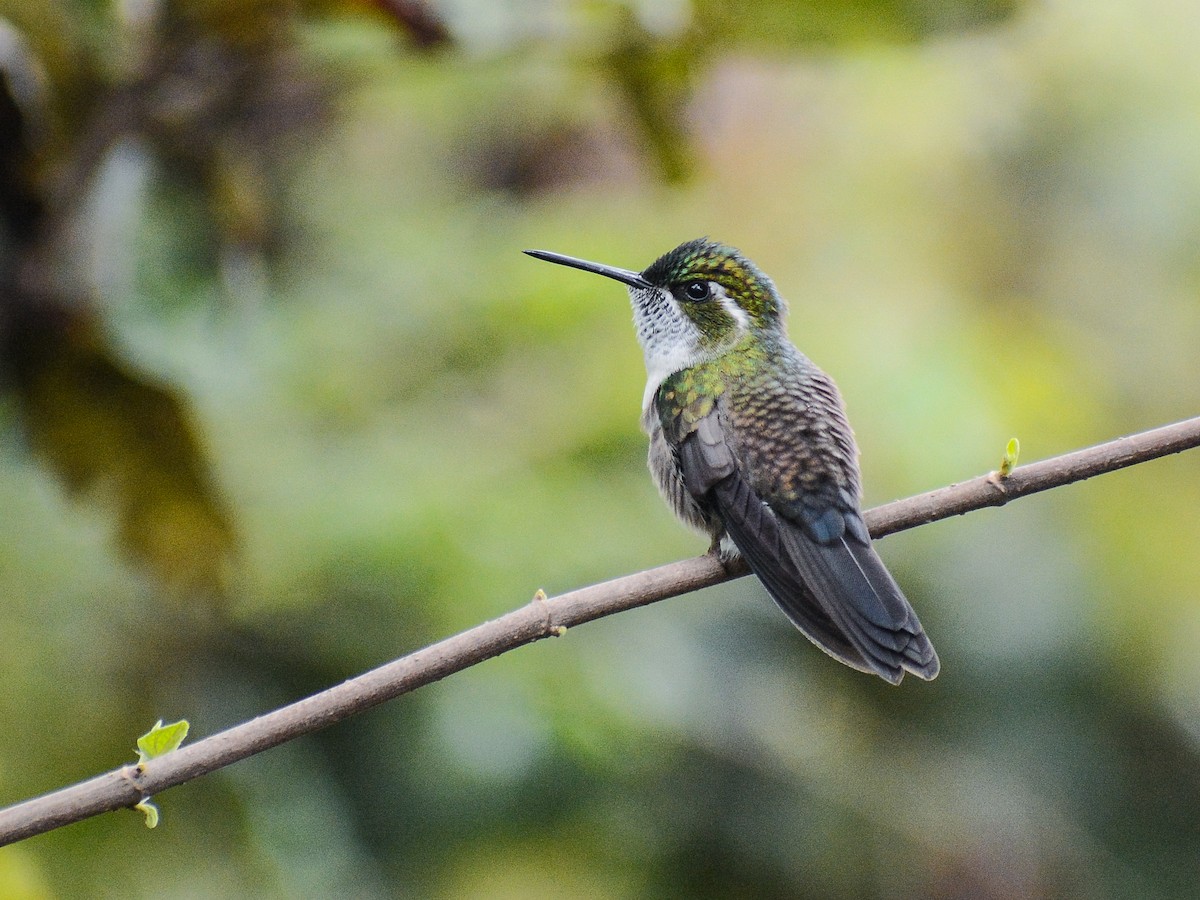 kolibřík salvadorský - ML620555569