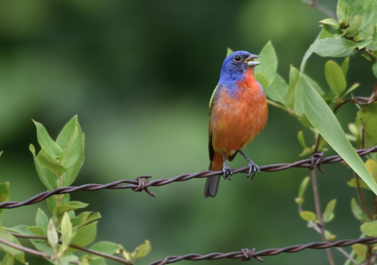 Painted Bunting - ML620555578