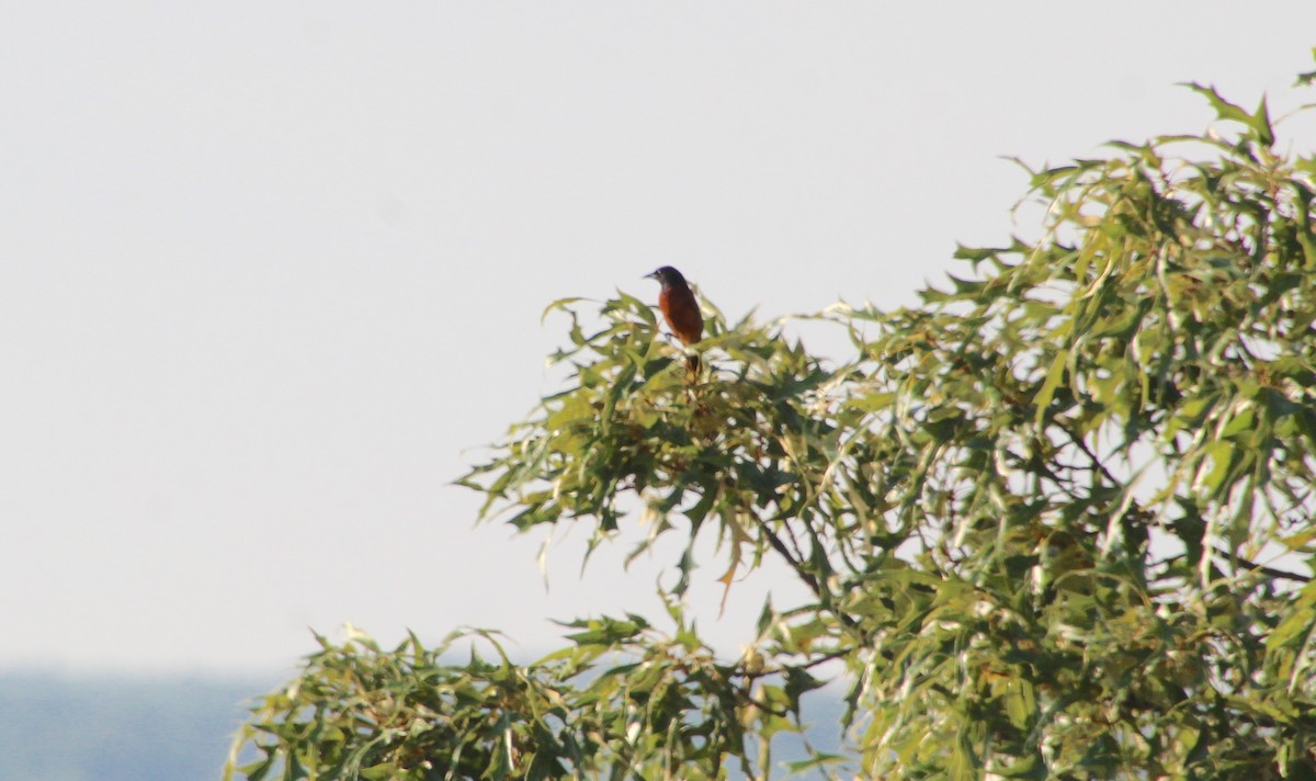 Orchard Oriole - ML620555586