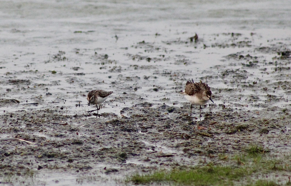 Semipalmated Sandpiper - ML620555587