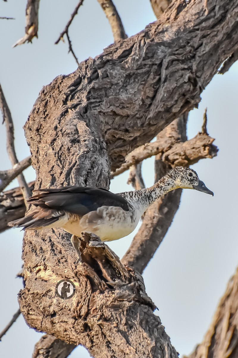 Canard à bosse - ML620555591