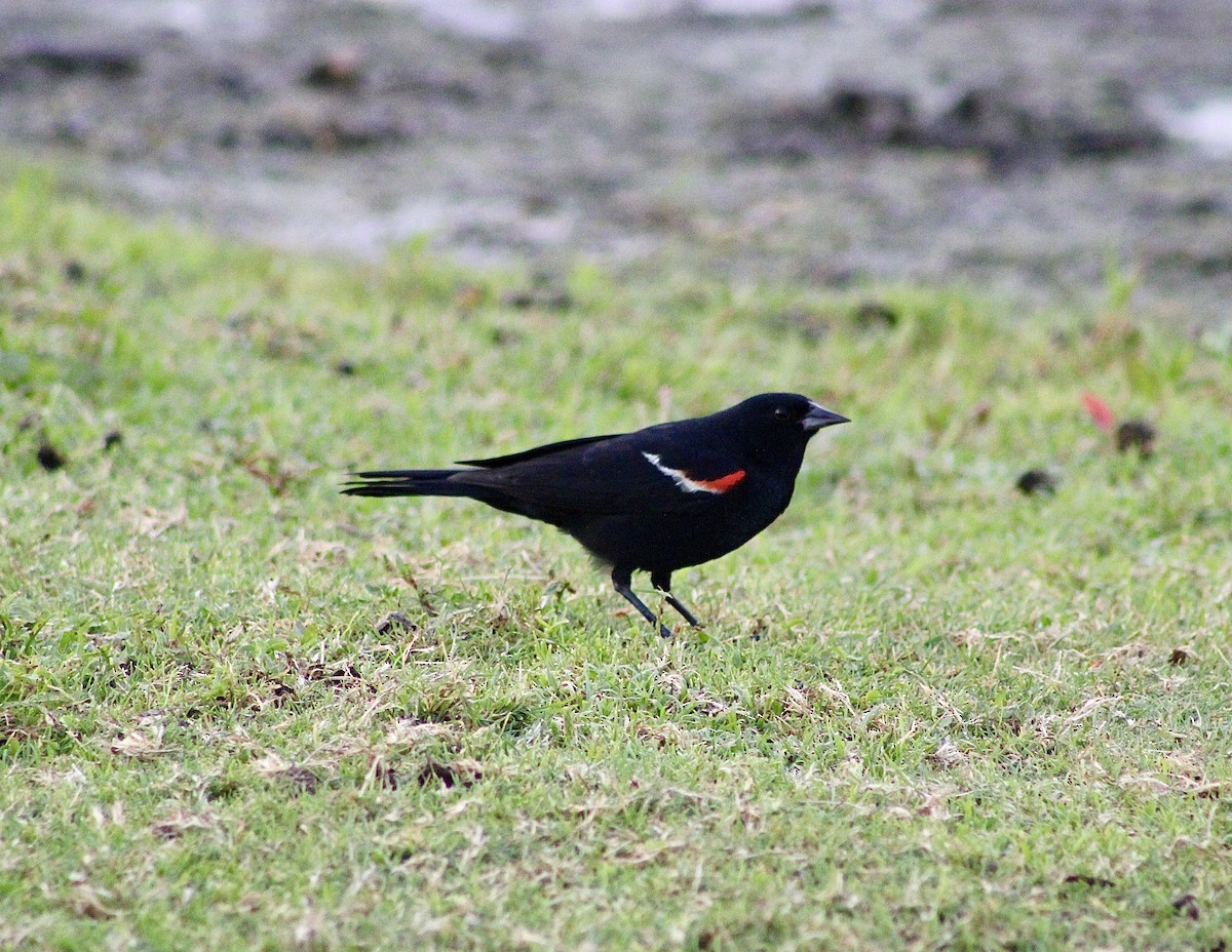 Red-winged Blackbird - ML620555593