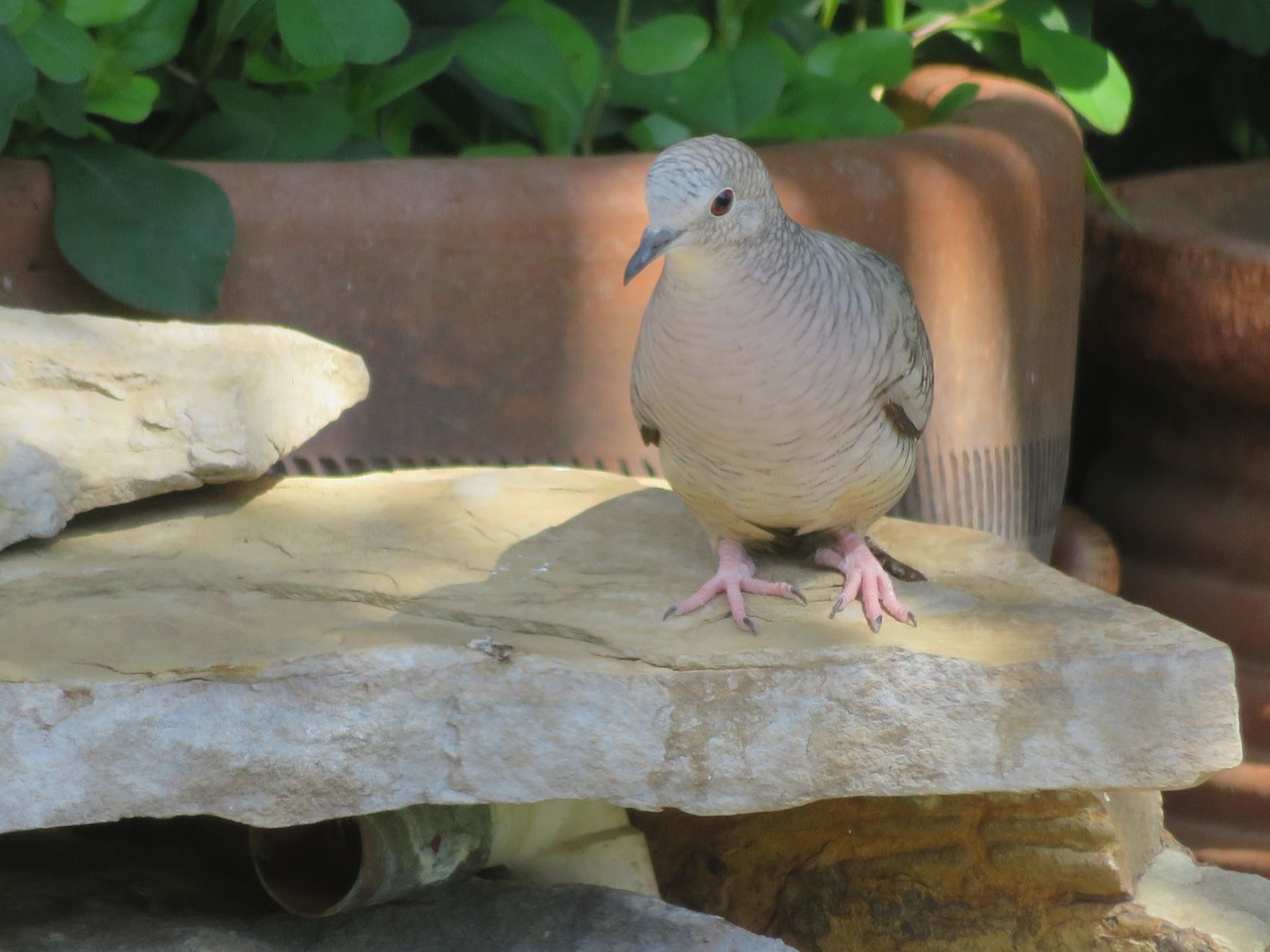 Inca Dove - ML620555598