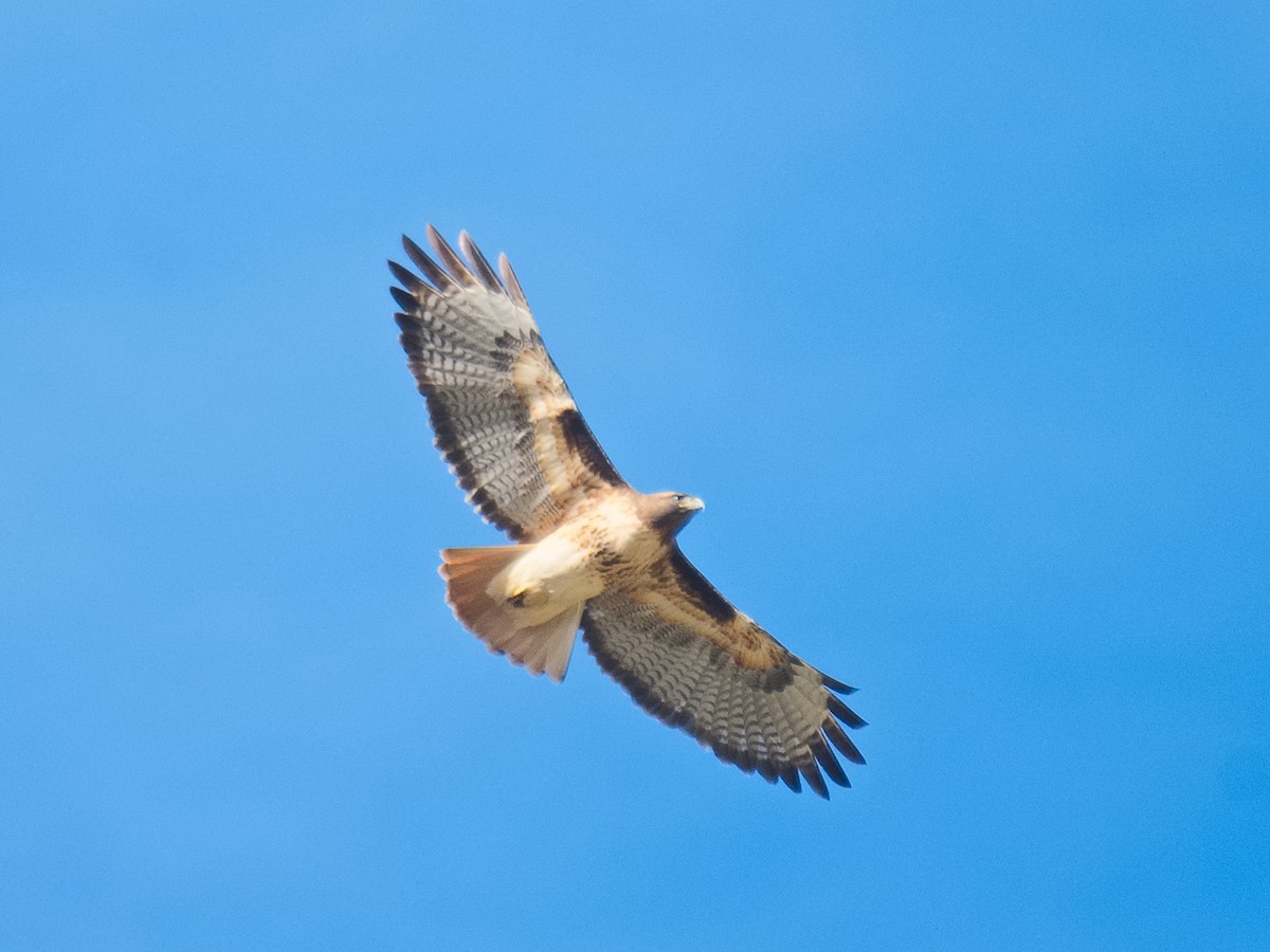 Red-tailed Hawk (calurus/alascensis) - ML620555601