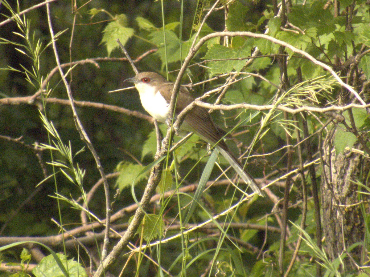 Black-billed Cuckoo - ML620555604