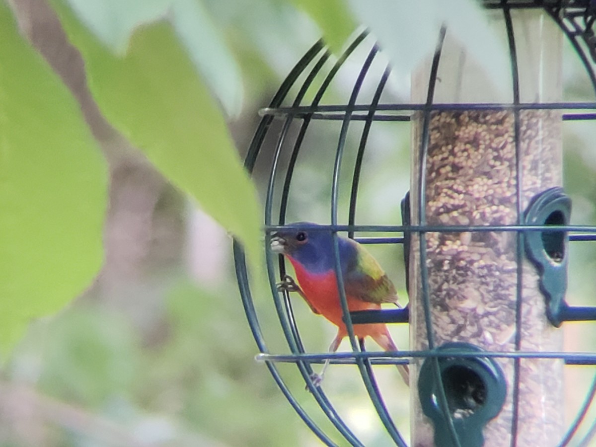 Painted Bunting - ML620555610