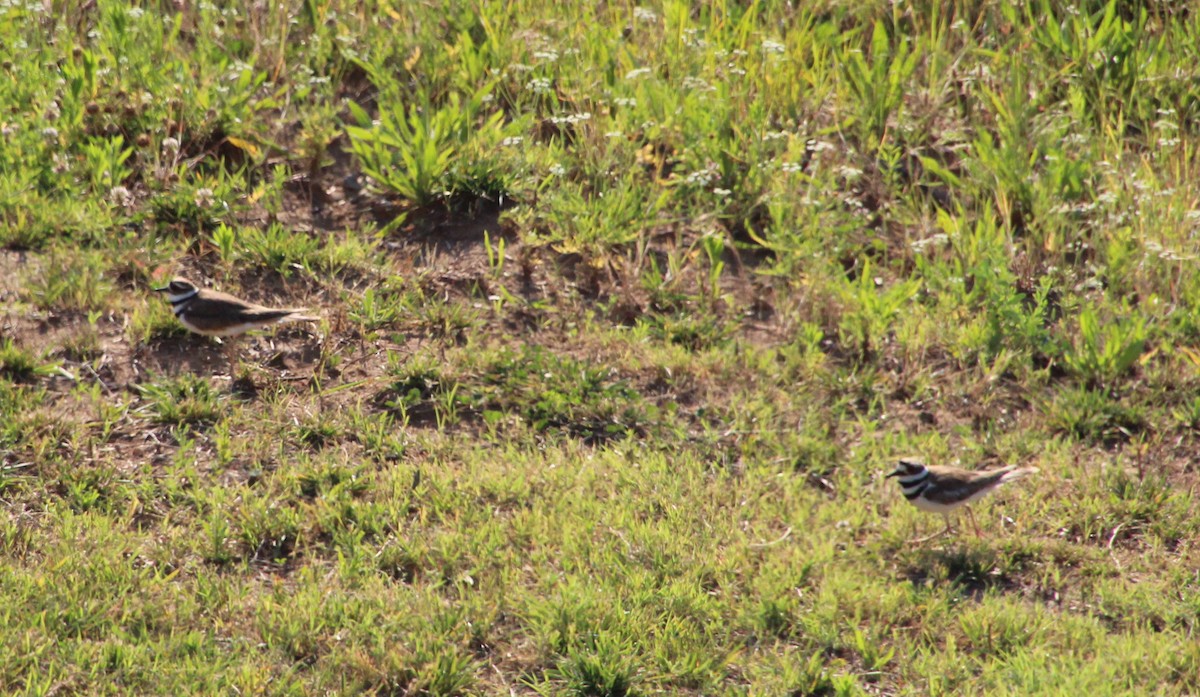 Killdeer - ML620555613