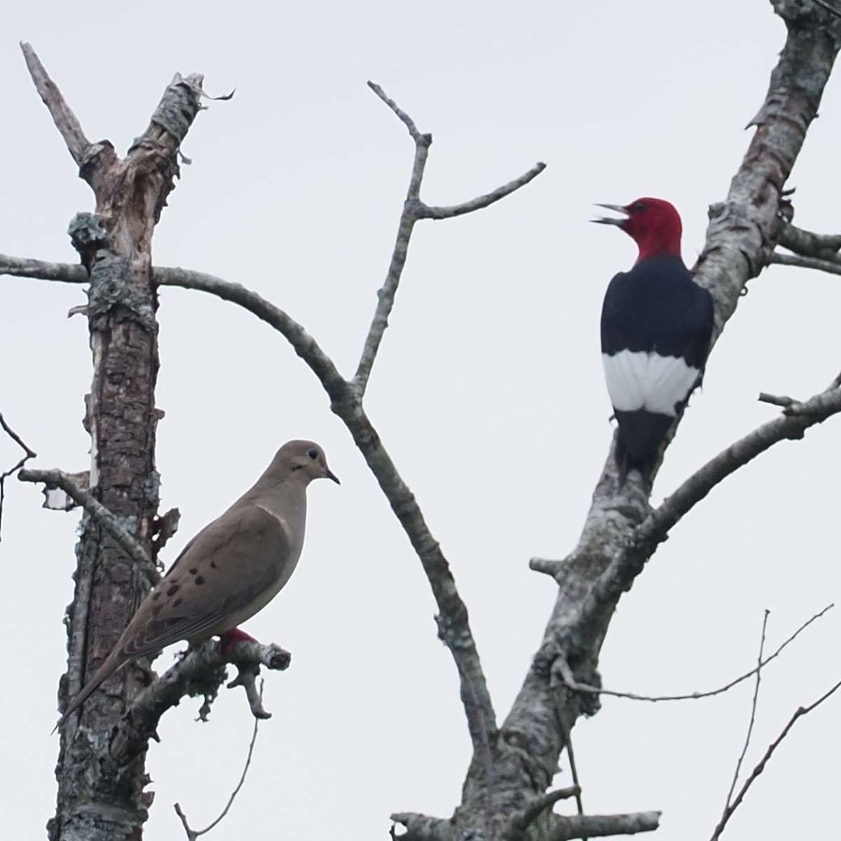 Red-headed Woodpecker - ML620555622