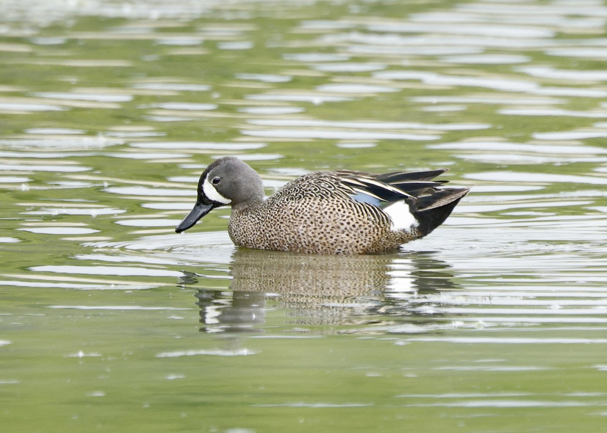 Blue-winged Teal - ML620555629