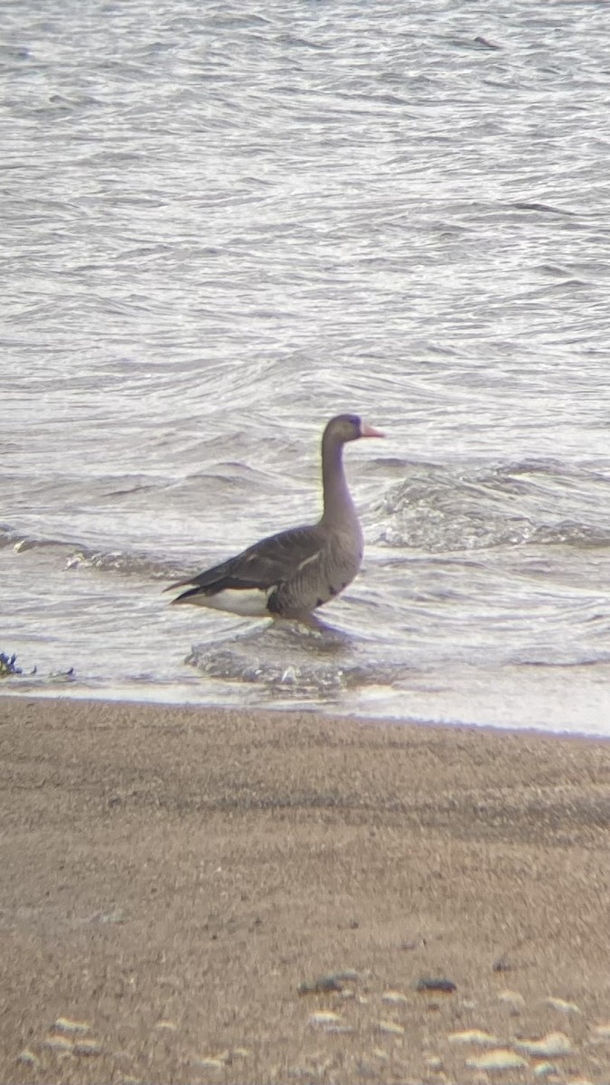 Greater White-fronted Goose - ML620555630