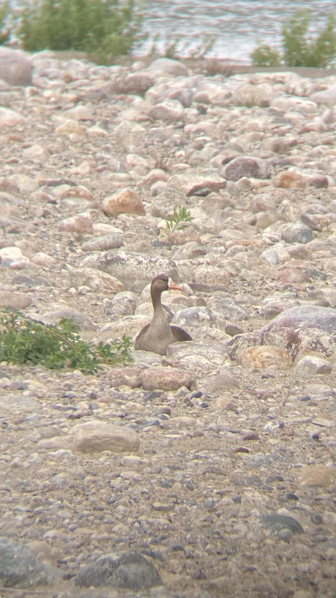 Greater White-fronted Goose - ML620555631