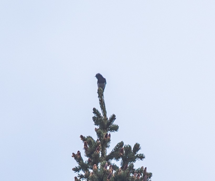 Blue-capped Redstart - ML620555654