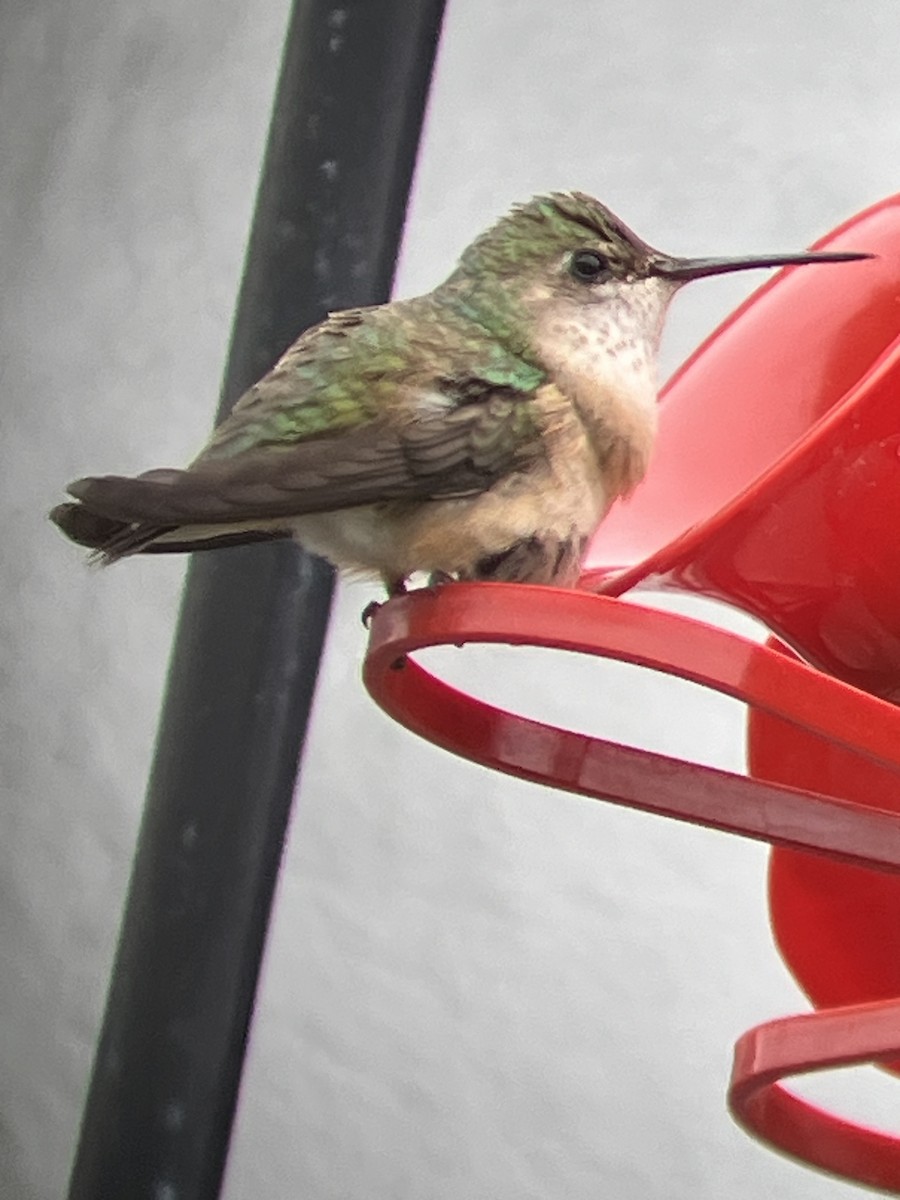 Calliope Hummingbird - ML620555655