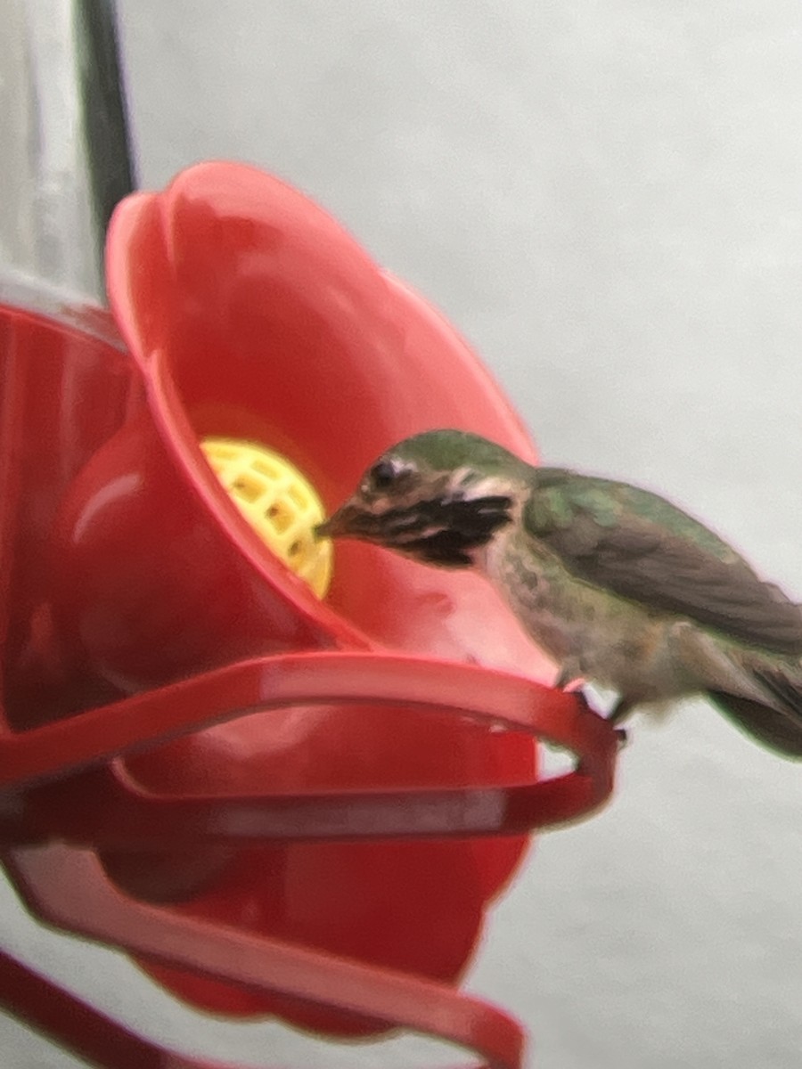 Calliope Hummingbird - ML620555656