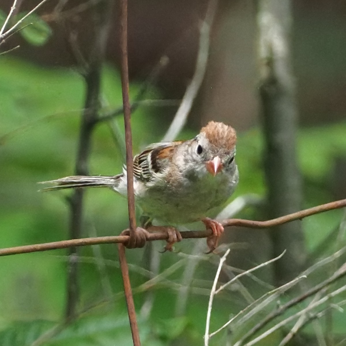 Field Sparrow - ML620555662