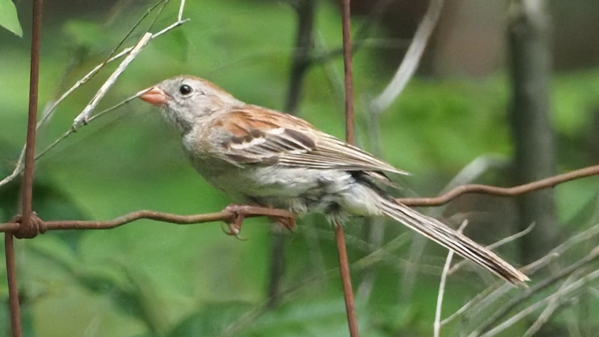 Field Sparrow - ML620555664