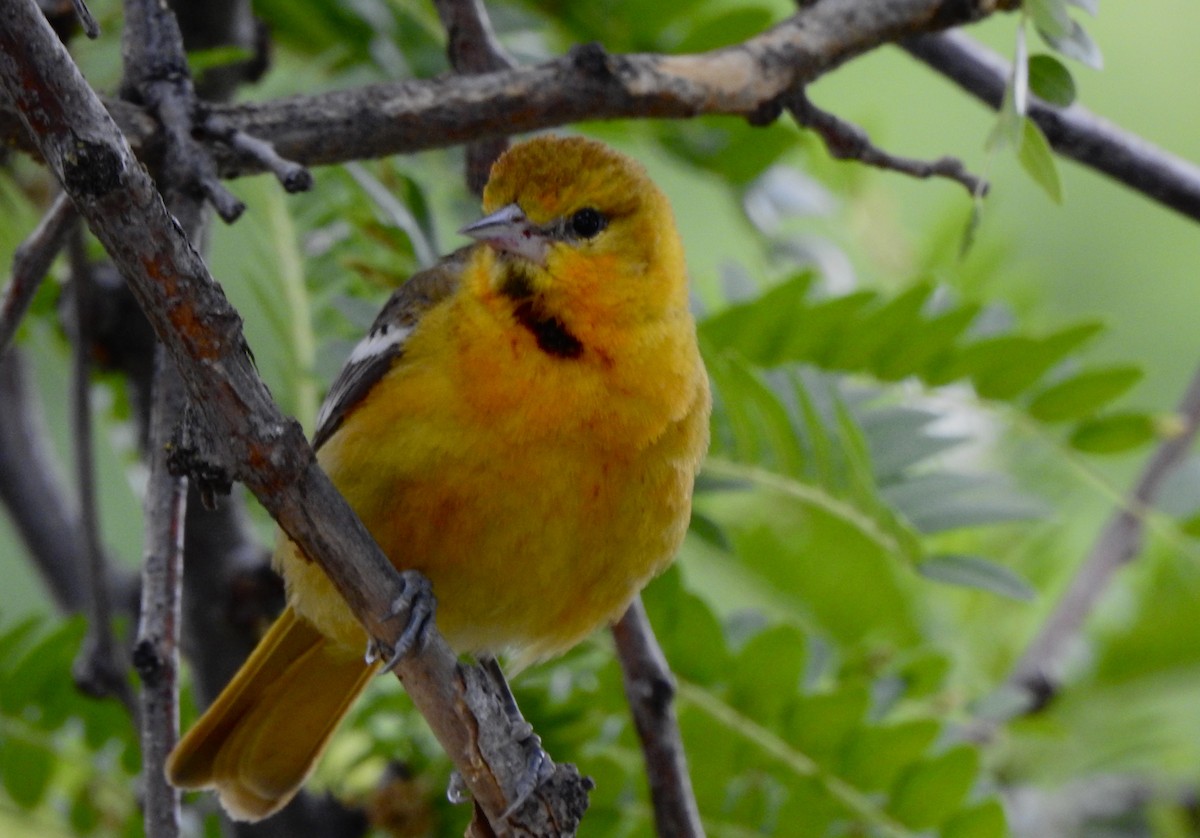 Bullock's Oriole - ML620555670