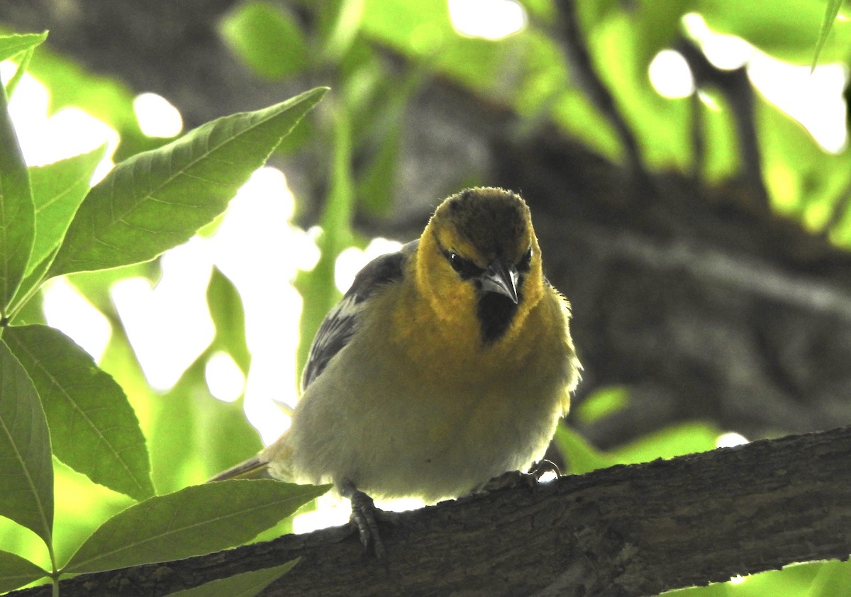 Bullock's Oriole - Bart Valentine