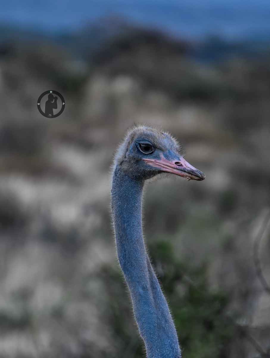 Somali Ostrich - ML620555681