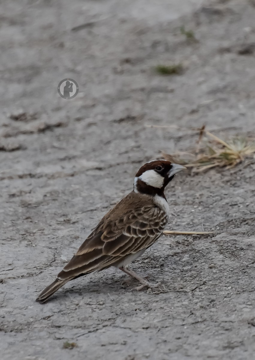 Chestnut-headed Sparrow-Lark - ML620555710
