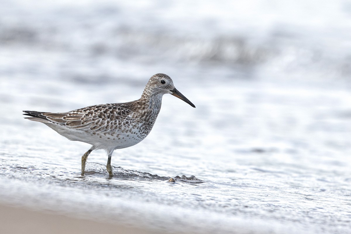 Great Knot - ML620555711