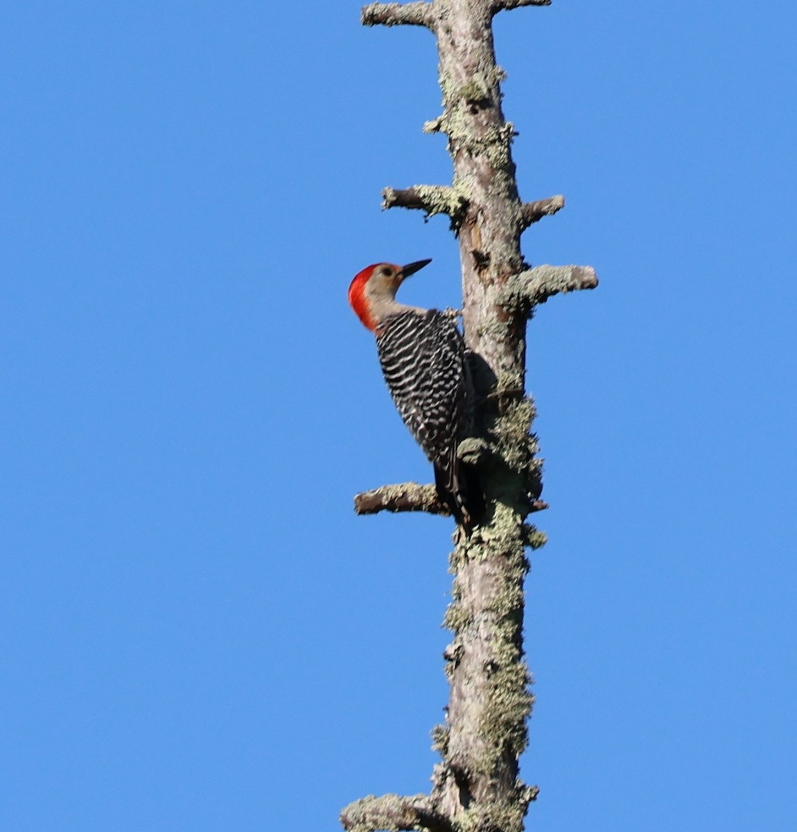 Red-bellied Woodpecker - ML620555723