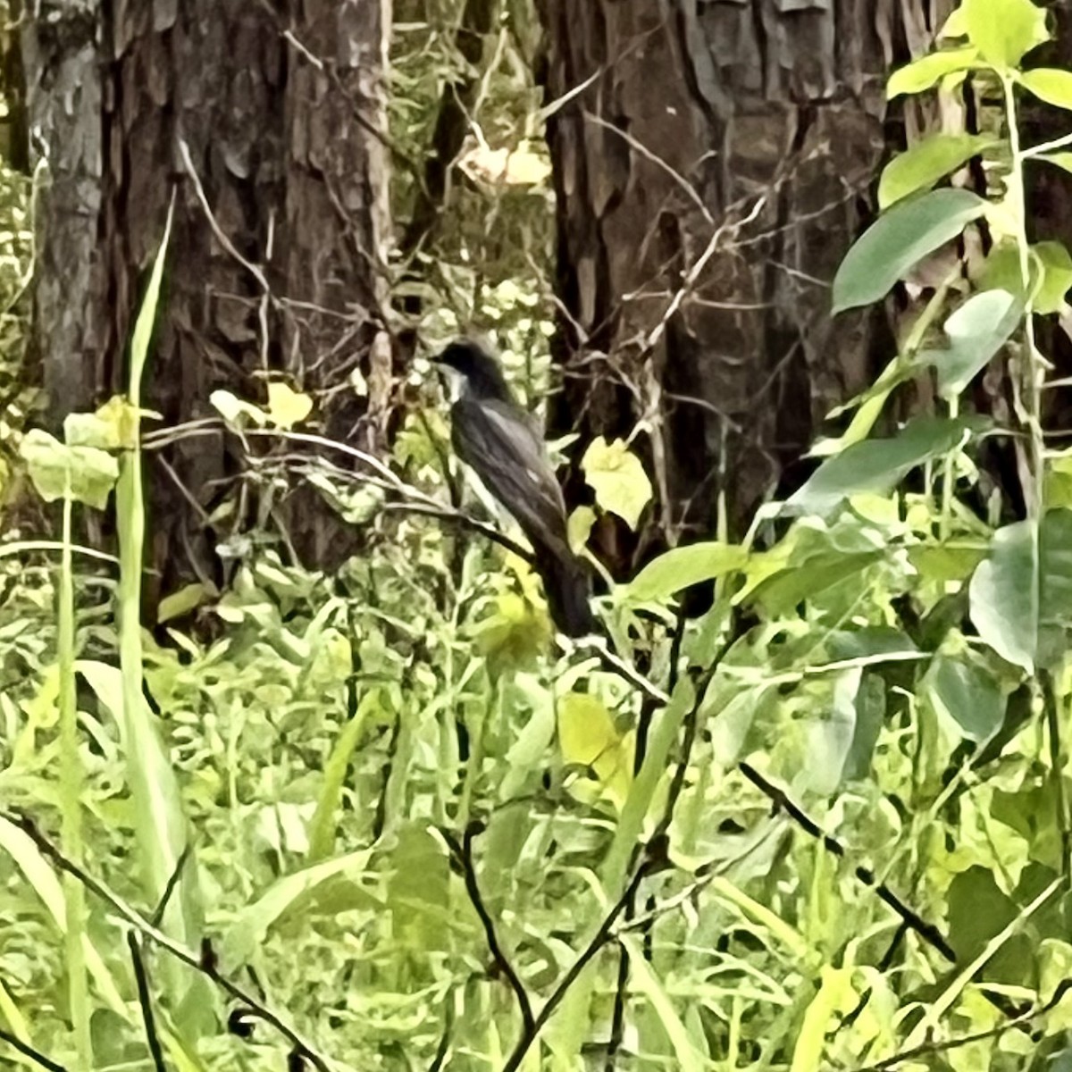 Eastern Kingbird - ML620555741