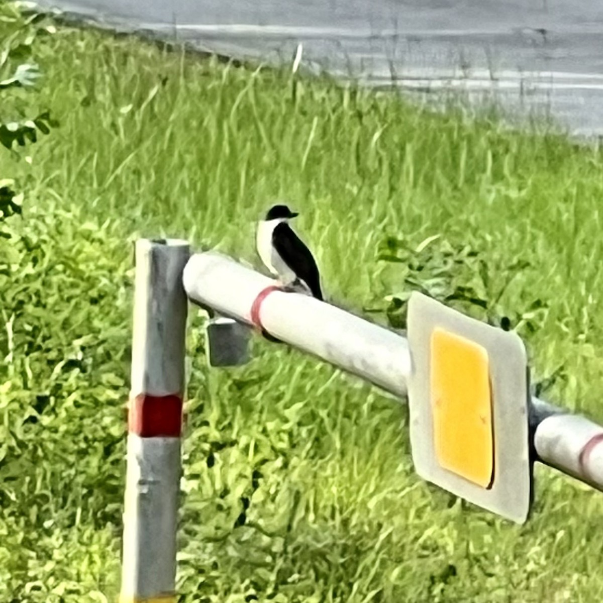 Eastern Kingbird - ML620555742