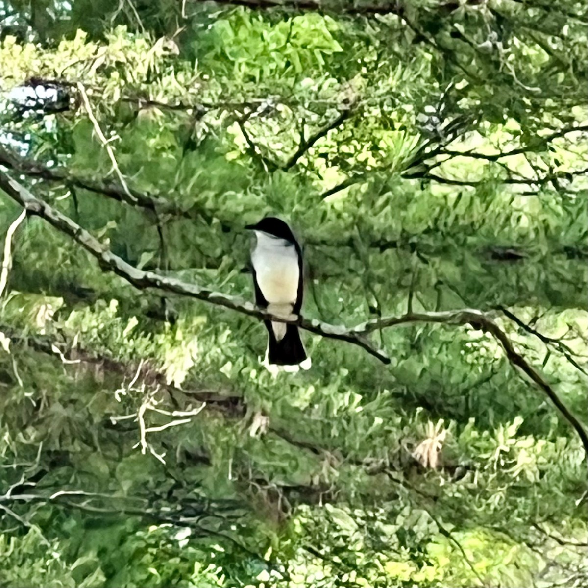 Eastern Kingbird - ML620555743