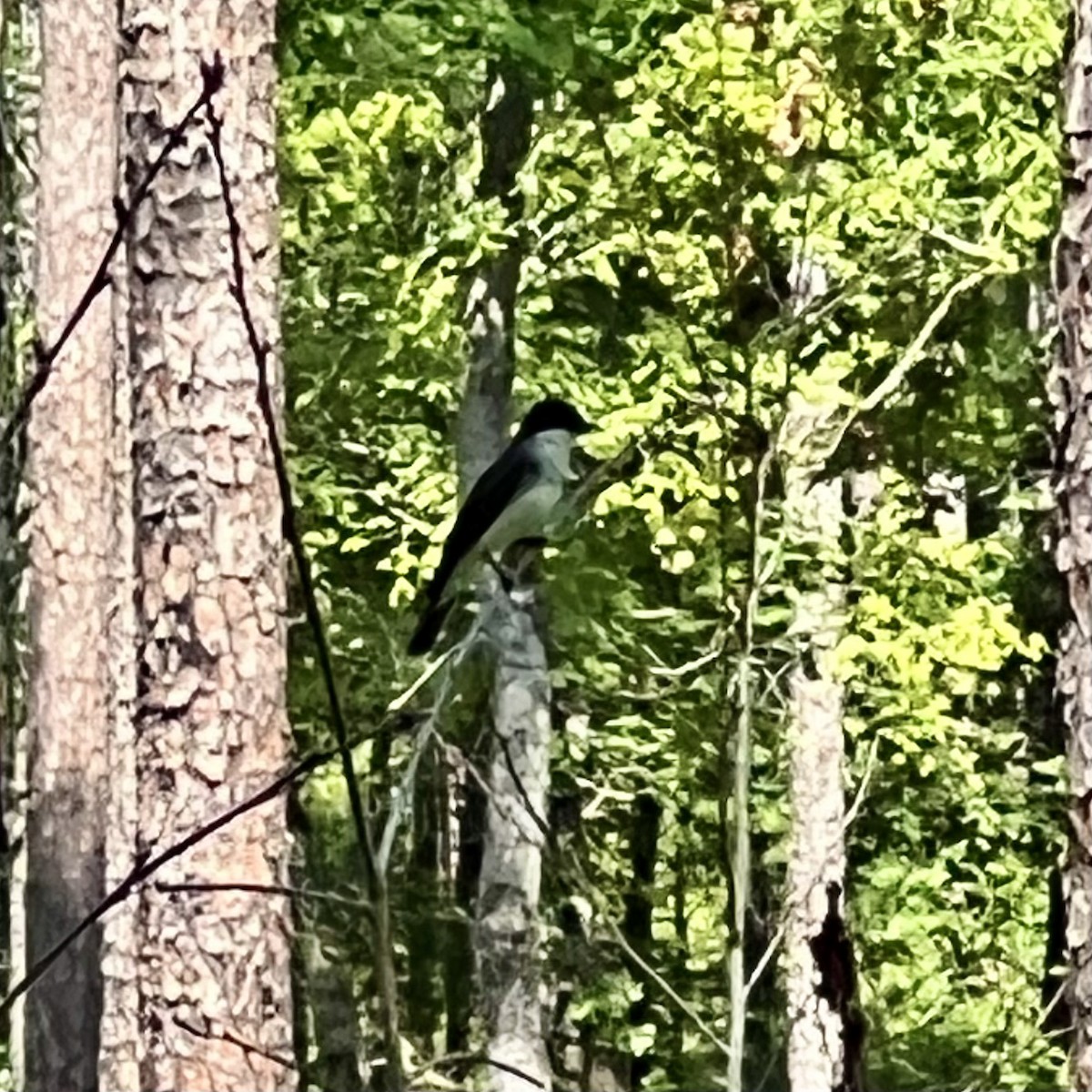 Eastern Kingbird - ML620555744