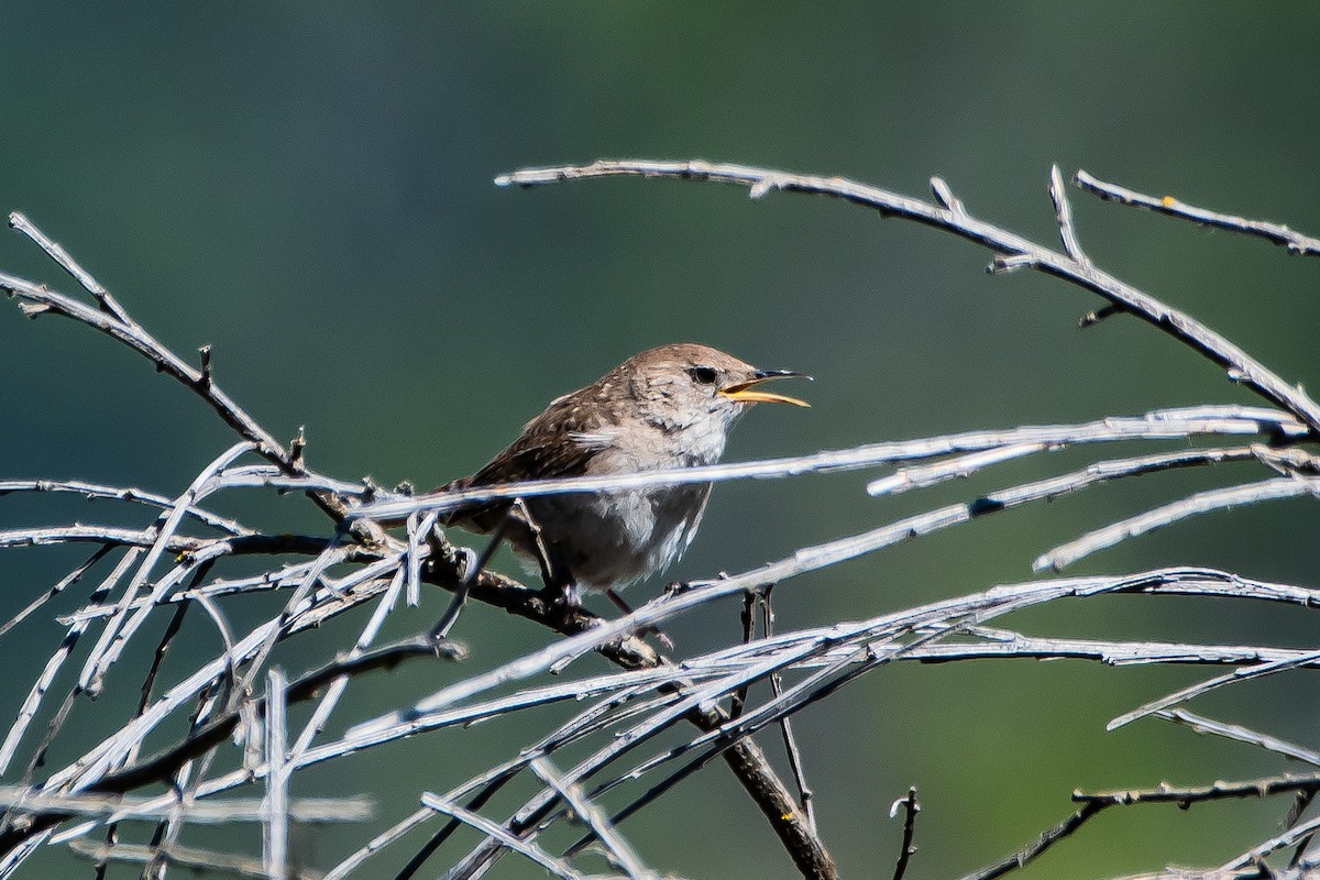 House Wren - ML620555755