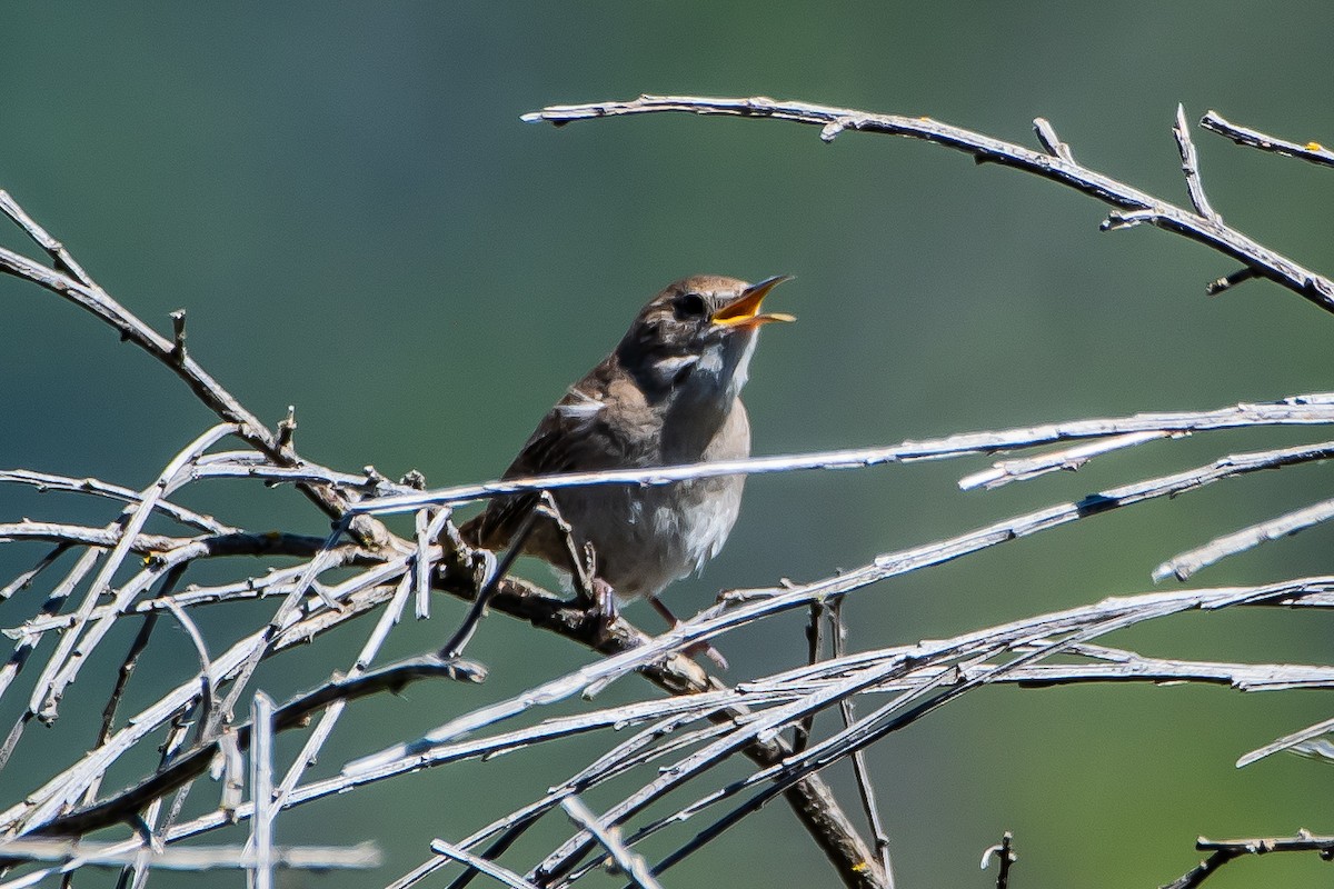 House Wren - ML620555756