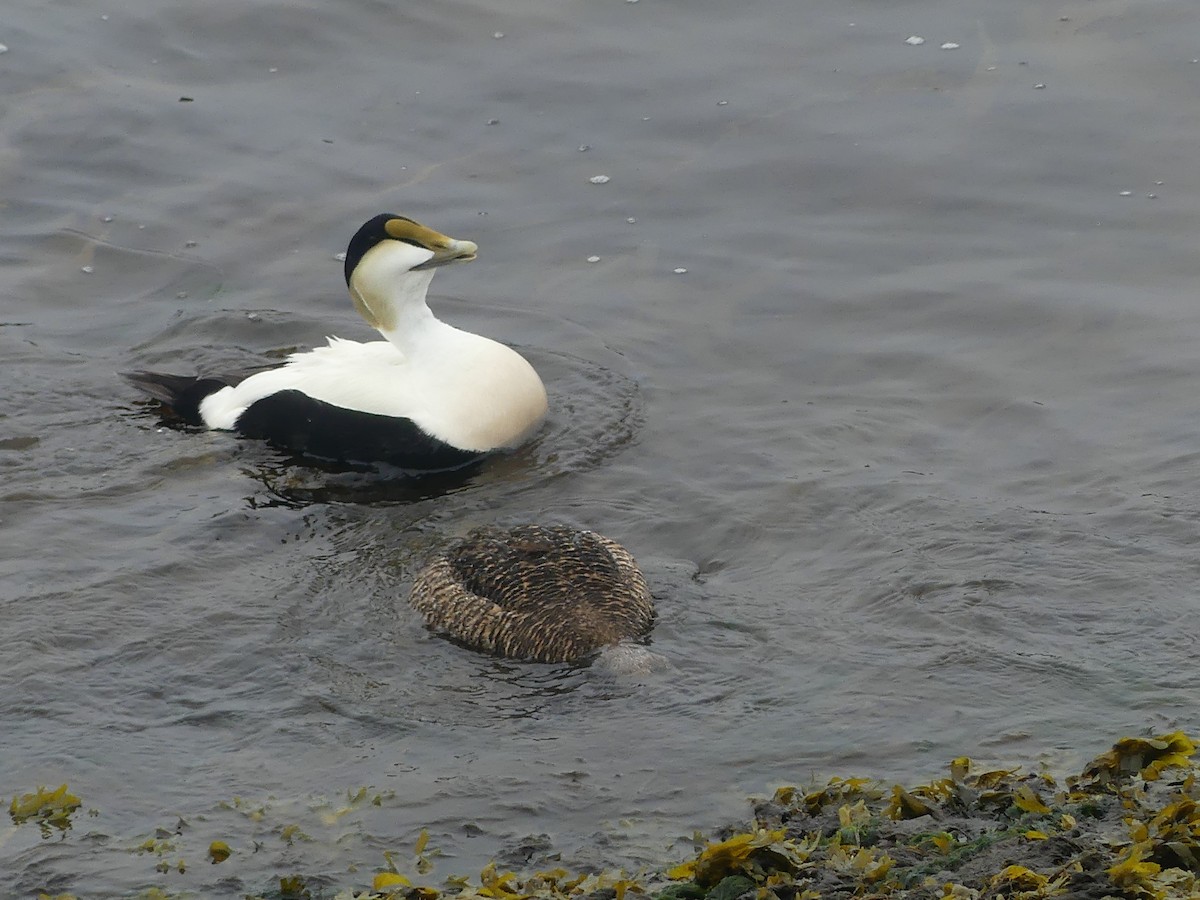 Common Eider - claudine lafrance cohl